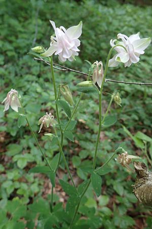 Aquilegia vulgaris \ Gemeine Akelei / Columbine, D Fridingen 3.6.2015