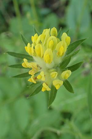 Anthyllis vulneraria subsp. pseudovulneraria \ Futter-Wundklee / Fodder Kidney Vetch, D Bensheim 24.6.2016