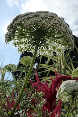 Ammi visnaga \ Bischofskraut, Zahnstocher-Ammei / Khella, D Weinheim an der Bergstraße, Botan. Gar.  Hermannshof 20.8.2018