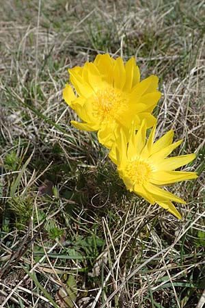 Adonis vernalis \ Frhlings-Adonisrschen / Spring Pheasant's Eye, D Neuleiningen 13.4.2021