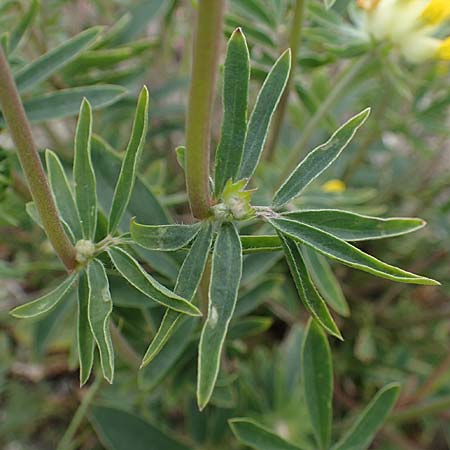 Anthyllis vulneraria subsp. polyphylla \ Steppen-Wundklee, Ungarischer Wundklee, D Mannheim 13.5.2021