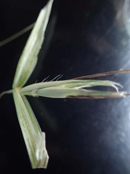 Avena hybrida \ Kurzhaar-Hafer / Short-Haired Oat, D Aachen-Orsbach 18.8.2021