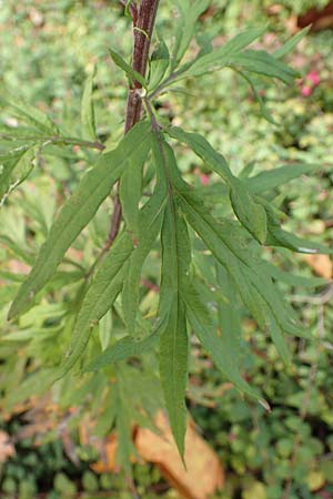 Artemisia verlotiorum \ Ostasiatischer Beifu, Kamtschatka-Beifu / Chinese Mugwort, D Heidelberg 23.10.2021