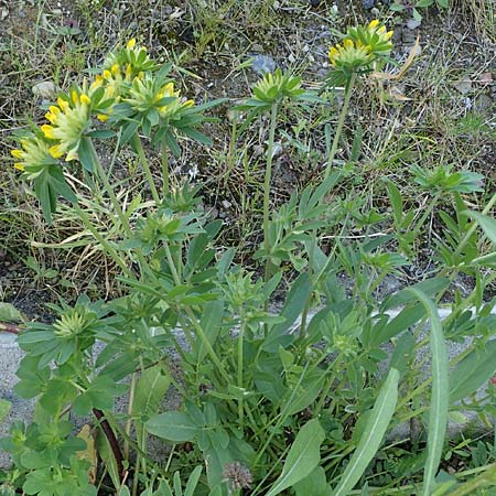 Anthyllis vulneraria subsp. polyphylla \ Steppen-Wundklee, Ungarischer Wundklee, D Mannheim 27.4.2022