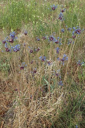 Allium vineale \ Weinberg-Lauch / Wild Onion, D Thüringen, Erfurt 19.6.2023