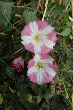 Convolvulus arvensis \ Acker-Winde, D Weinheim an der Bergstraße 15.6.2015