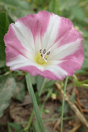 Convolvulus arvensis \ Acker-Winde, D Weinheim an der Bergstraße 15.6.2015