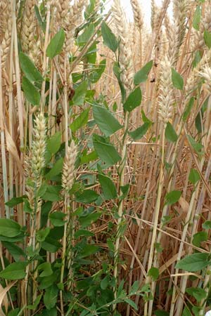 Convolvulus arvensis \ Acker-Winde / Field Bindweed, D Mömlingen 16.7.2016