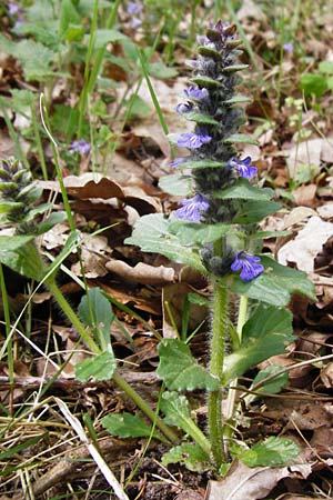 Ajuga x hybrida \ Gnsel-Hybride, D Schwetzingen 29.4.2015