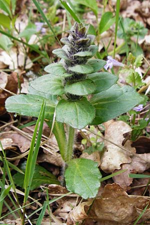 Ajuga x hybrida \ Gnsel-Hybride / Hybrid Bugle, D Schwetzingen 29.4.2015