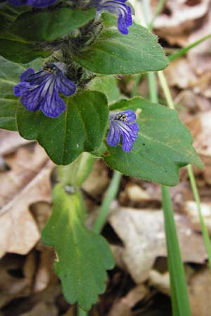 Ajuga x hybrida \ Gnsel-Hybride, D Schwetzingen 29.4.2015