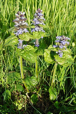 Ajuga reptans \ Kriechender Gnsel, D Schriesheim-Altenbach 7.5.2015