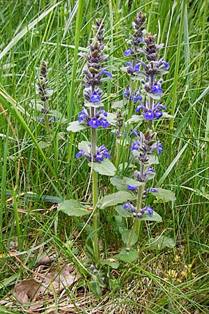 Ajuga x hybrida \ Gnsel-Hybride, D Gladenbach 16.5.2015