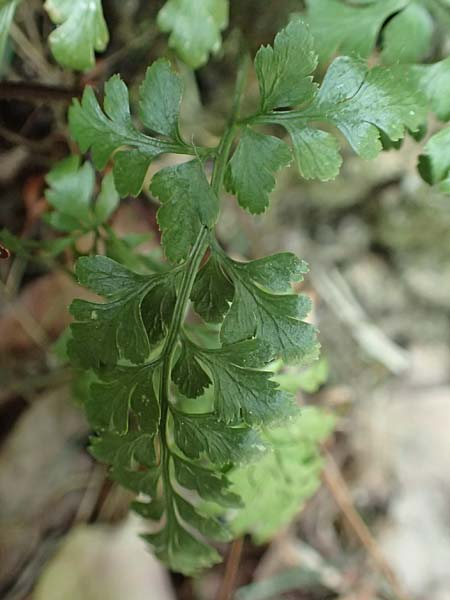 Asplenium adiantum-nigrum \ Schwarzer Streifenfarn / Black Spleenwort, D Heidelberg 21.6.2017