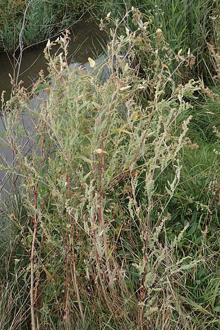 Atriplex micrantha \ Verschiedensamige Melde / Two-Seeded Orache, D Sachsen-Anhalt, Sülzetal-Sülldorf 27.9.2020