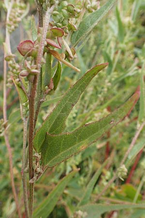 Atriplex micrantha \ Verschiedensamige Melde, D Sachsen-Anhalt, Sülzetal-Sülldorf 27.9.2020