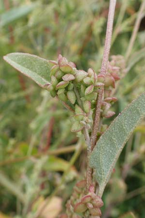 Atriplex micrantha \ Verschiedensamige Melde / Two-Seeded Orache, D Sachsen-Anhalt, Sülzetal-Sülldorf 27.9.2020