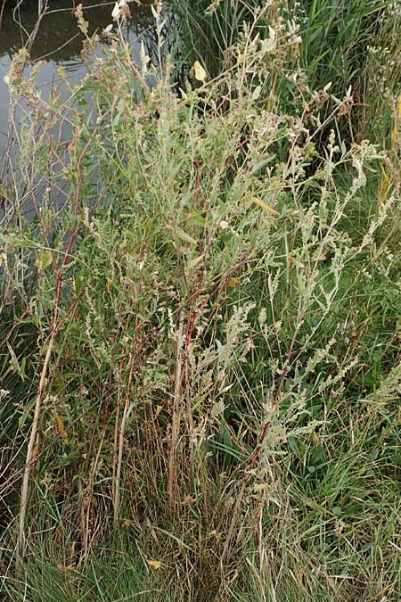 Atriplex micrantha \ Verschiedensamige Melde / Two-Seeded Orache, D Sachsen-Anhalt, Sülzetal-Sülldorf 27.9.2020