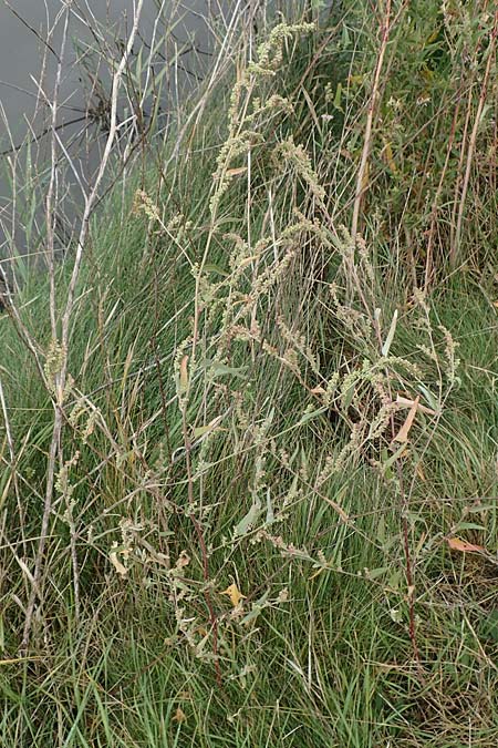 Atriplex micrantha \ Verschiedensamige Melde / Two-Seeded Orache, D Sachsen-Anhalt, Sülzetal-Sülldorf 27.9.2020