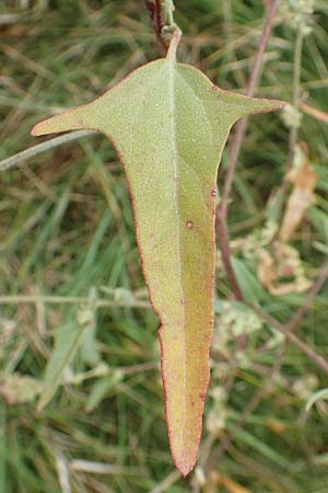 Atriplex micrantha \ Verschiedensamige Melde / Two-Seeded Orache, D Sachsen-Anhalt, Sülzetal-Sülldorf 27.9.2020