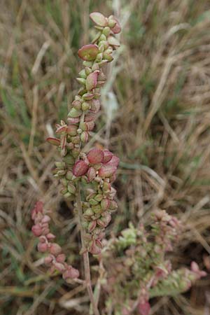 Atriplex micrantha \ Verschiedensamige Melde / Two-Seeded Orache, D Sachsen-Anhalt, Sülzetal-Sülldorf 27.9.2020