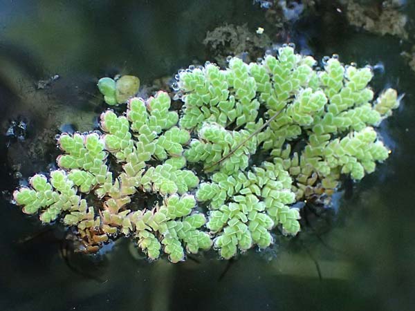 Azolla filiculoides \ Groer Algenfarn, D Rheinau 1.6.2021