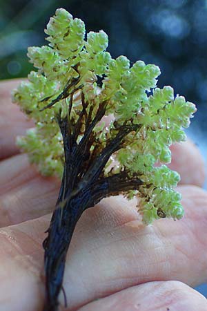 Azolla filiculoides \ Groer Algenfarn / Water Fern, D Rheinau 1.6.2021