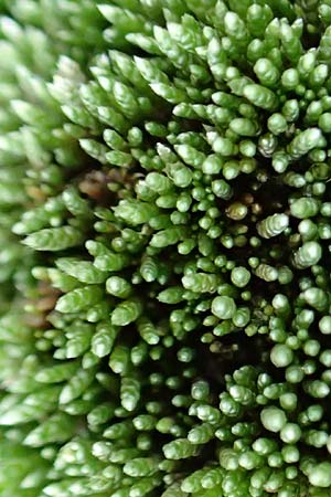 Bryum argenteum \ Silber-Birnenmoos, D Mannheim 25.9.2015