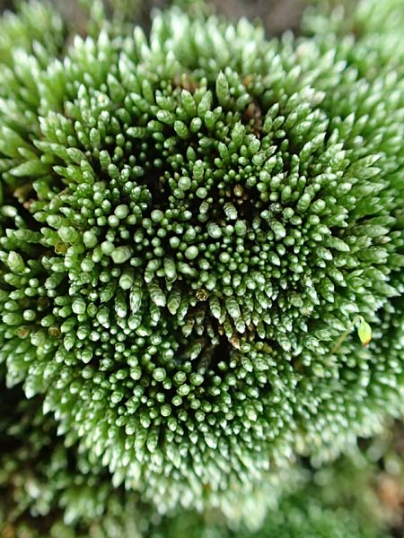 Bryum argenteum \ Silber-Birnenmoos, D Mannheim 25.9.2015