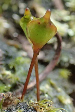 Buxbaumia aphylla / Bug-on-a-Stick Moss, D Schriesheim 17.2.2018