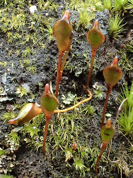 Buxbaumia aphylla \ Blattloses Kobold-Moos, D Schriesheim 17.2.2018