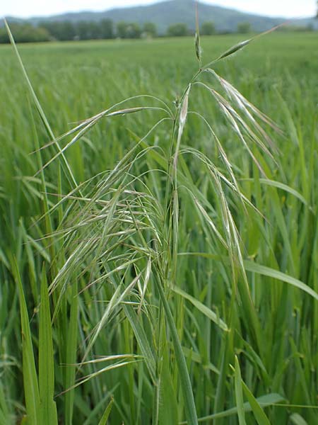 Bromus sterilis / Poverty Brome, D Alsbach-Hähnlein 28.4.2018