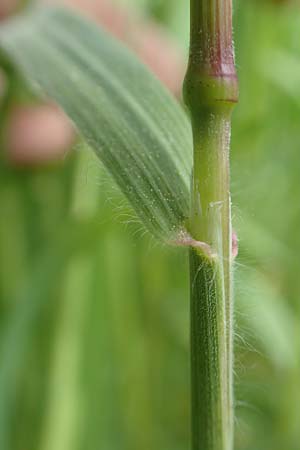 Bromus sterilis \ Taube Trespe / Poverty Brome, D Alsbach-Hähnlein 28.4.2018