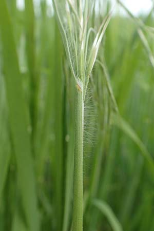 Bromus sterilis / Poverty Brome, D Alsbach-Hähnlein 28.4.2018