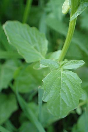 Barbarea arcuata \ Bogenfrchtiges Barbarakraut / Yellow Rocket, D Frankfurt-Nied 7.5.2018