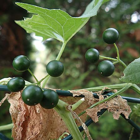 Bryonia alba / White Bryony, D Bad Sooden-Allendorf 28.7.2019