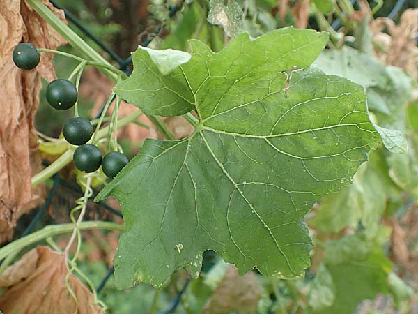 Bryonia alba / White Bryony, D Bad Sooden-Allendorf 28.7.2019