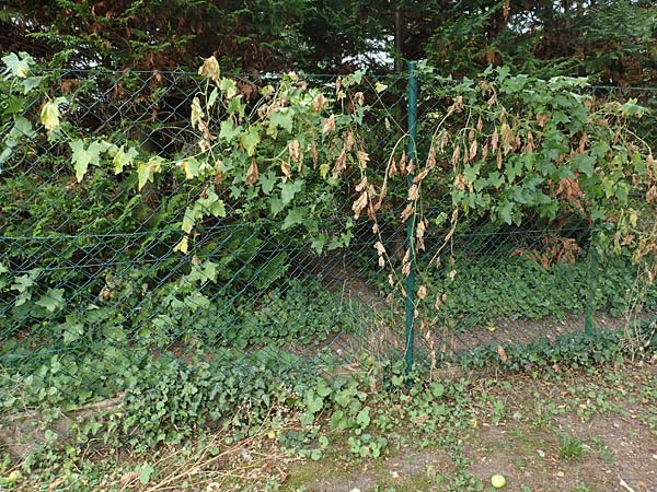 Bryonia alba / White Bryony, D Bad Sooden-Allendorf 28.7.2019