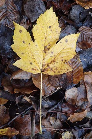 Acer pseudoplatanus \ Berg-Ahorn / Sycamore Maple, D Odenwald, Korsika 12.11.2019