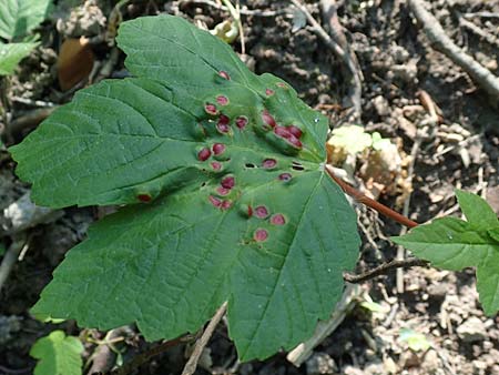 Acer pseudoplatanus \ Berg-Ahorn, D Weinheim an der Bergstraße 7.5.2020