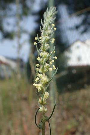 Bassia laniflora \ Sand-Radmelde / Sand Bassia, Wooly Smotherweed, D Sandhausen 13.8.2021