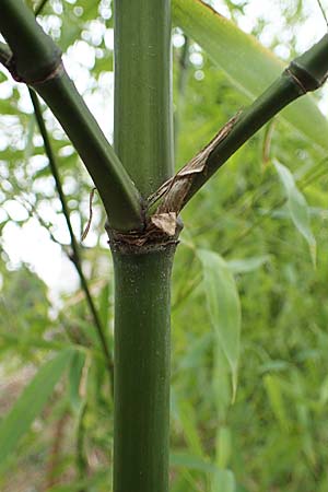 Phyllostachys bambusoides \ Groer Holz-Bambus / Giant Timber Bamboo, D Mannheim 17.2.2022