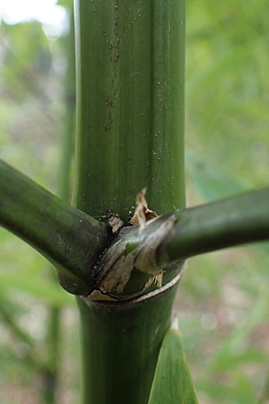 Phyllostachys bambusoides \ Groer Holz-Bambus, D Mannheim 21.2.2022