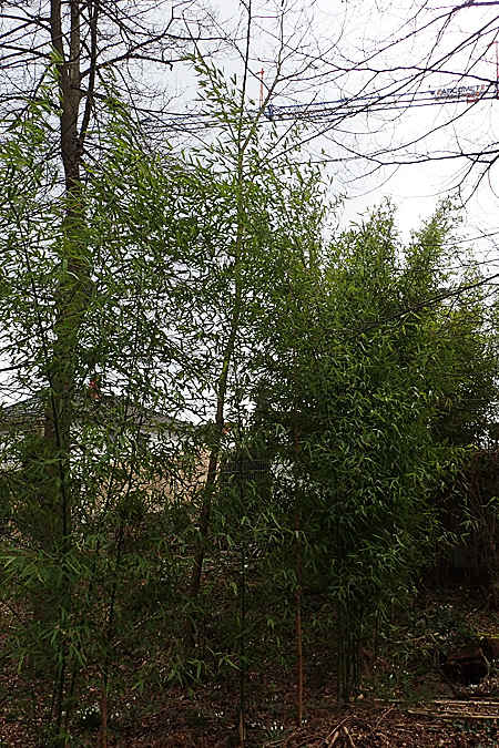 Phyllostachys bambusoides \ Groer Holz-Bambus / Giant Timber Bamboo, D Mannheim 21.2.2022