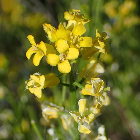 Barbarea arcuata \ Bogenfrchtiges Barbarakraut / Yellow Rocket, D Taunusstein 30.5.2023