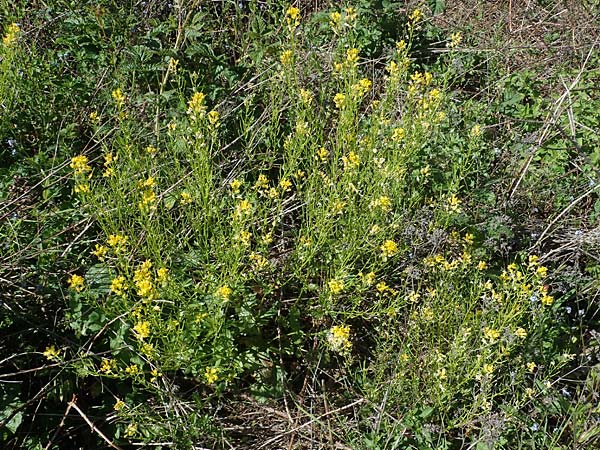 Barbarea arcuata \ Bogenfrchtiges Barbarakraut / Yellow Rocket, D Taunusstein 30.5.2023