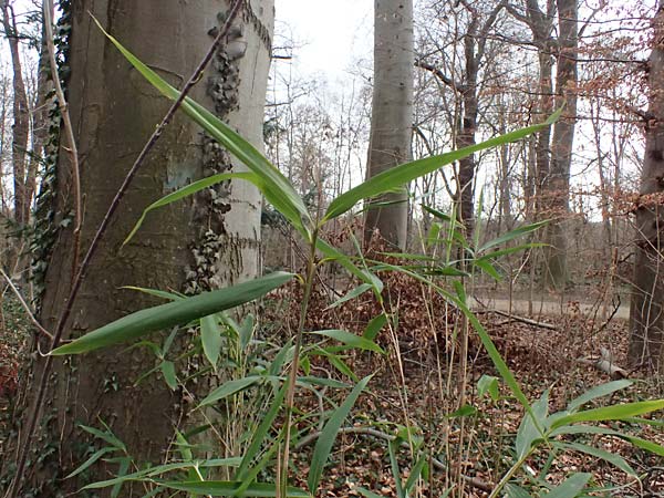 Poaceae spec2 ? / Grass, D Ludwigshafen 20.2.2024