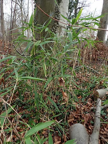 Poaceae spec2 ? \ Gras, D Ludwigshafen 20.2.2024