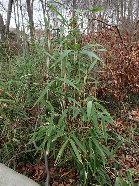 Poaceae spec2 ? / Grass, D Ludwigshafen 20.2.2024