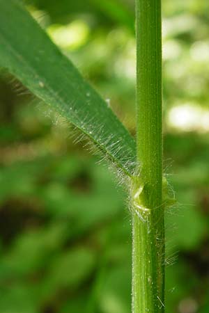 Bromus benekenii \ Raue Wald-Trespe, Benekens Wald-Trespe / Beneken's Brome, D Hockenheim 10.5.2015